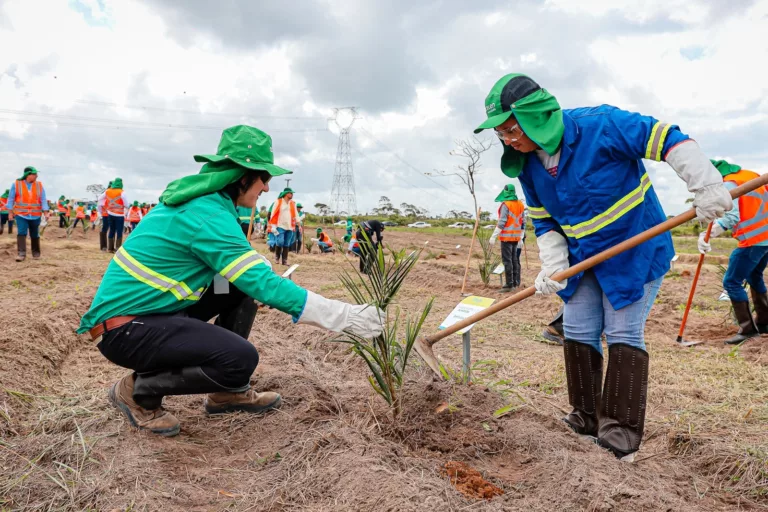 Acelen Renováveis plantará 800 mil mudas em 1.500 hectares na Bahia (Foto: Acelen Renováveis/Divulgação)