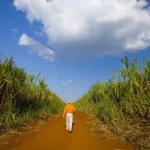 Trabalhador em lavoura de cana-de-açúcar (Foto Divulgação BP)