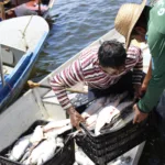 Pesca do Mapará, no Amazonas (Foto Emerson Martins/Sepror Amazonas)