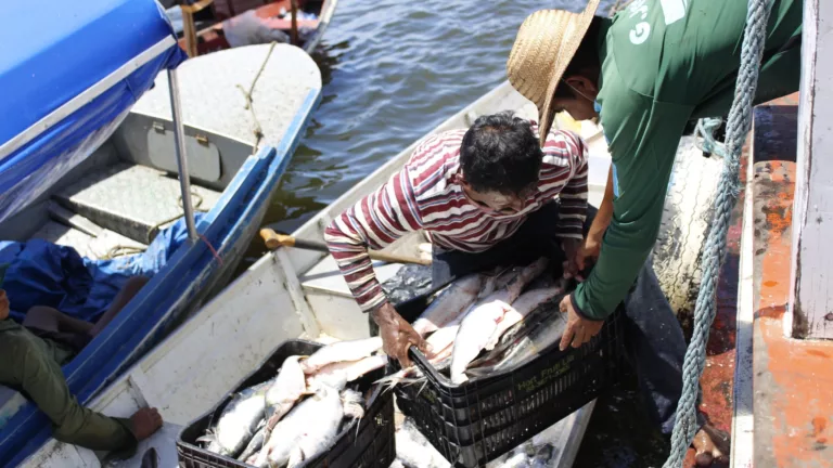 Pesca do Mapará, no Amazonas (Foto Emerson Martins/Sepror Amazonas)