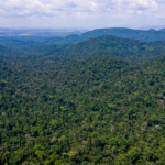 Amazônia Legal pode faturar US$ 320 bi com mercado de carbono, estima indústria