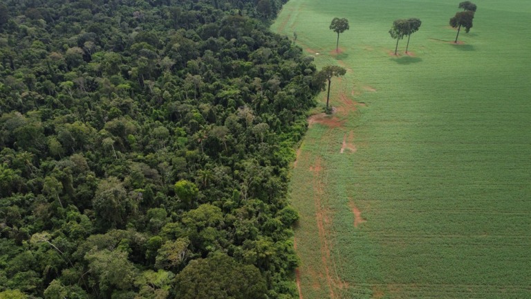 Vista aérea do encontro da Floresta Amazônica com lavouras de milho e soja, na margem da Terra Indígena Erikpatsa, onde vive o Povo Rikbaktsa, em Brasnorte/MT (Foto Fernando Frazão/Agência Brasil)