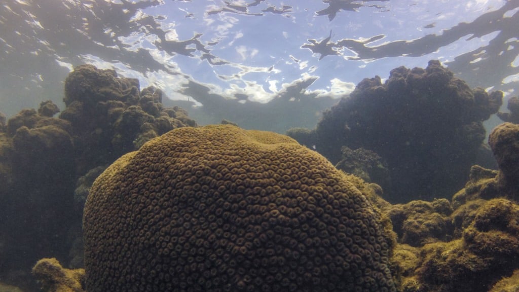 Coral Montastraea cavernosa no recife Pirambu, na APA Costa dos Corais, em Tamandaré-PE (Foto Fernando Frazão/Agência Brasil)