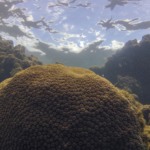 Coral Montastraea cavernosa no recife Pirambu, na APA Costa dos Corais, em Tamandaré-PE (Foto Fernando Frazão/Agência Brasil)
