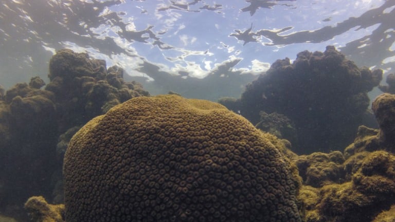 Coral Montastraea cavernosa no recife Pirambu, na APA Costa dos Corais, em Tamandaré-PE (Foto Fernando Frazão/Agência Brasil) Coral Montastraea cavernosa no recife Pirambu, na APA Costa dos Corais, em Tamandaré-PE (Foto Fernando Frazão/Agência Brasil)