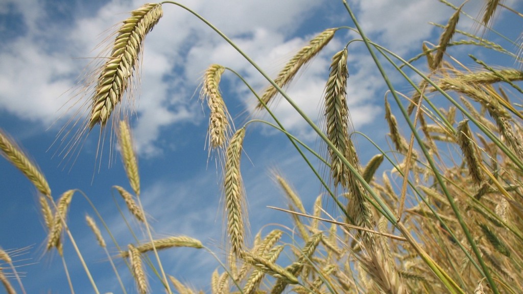 Usina da Be8 em Passo Fundo (RS) vai produzir etanol a partir de trigo, triticale e milho, entre outros cereais (Foto Robin/Pixabay)
