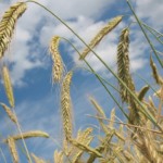 Usina da Be8 em Passo Fundo (RS) vai produzir etanol a partir de trigo, triticale e milho, entre outros cereais (Foto Robin/Pixabay)