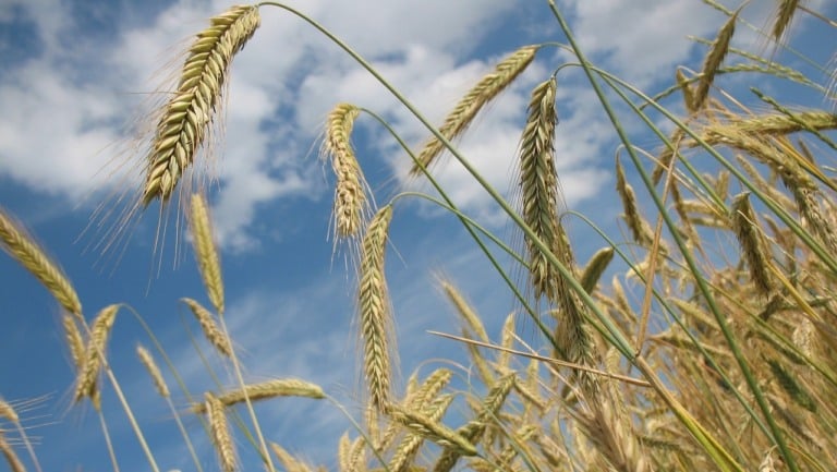 Usina da Be8 em Passo Fundo (RS) vai produzir etanol a partir de trigo, triticale e milho, entre outros cereais (Foto Robin/Pixabay)
