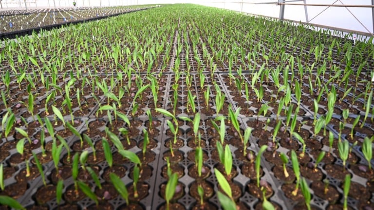 Centro de Tecnologia e Inovação Agroindustrial da Acelen Agripark, em Montes Claros (MG), para produção SAF e diesel verde (HVO) a partir de macaúba (Foto: Ricardo Botelho/MME)