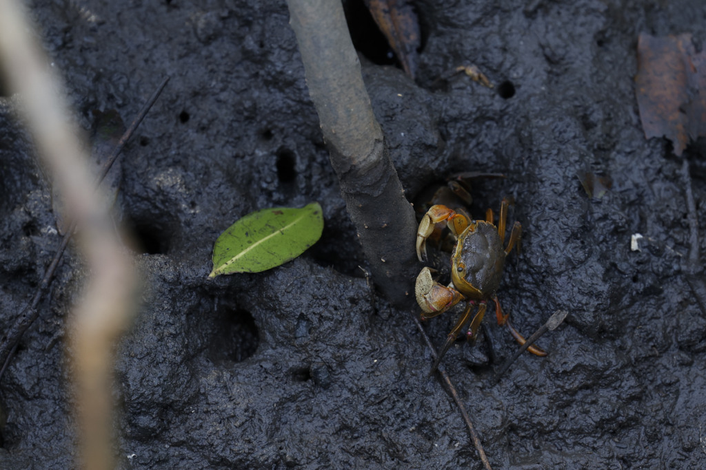 Manguezais são berçários para diversas espécies (Foto: Fernando Frazão / Agência Brasil)
