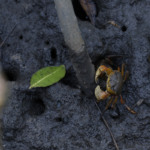 Manguezais são berçários para diversas espécies (Foto: Fernando Frazão / Agência Brasil)