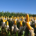 Foto: Renata Silva/Embrapa